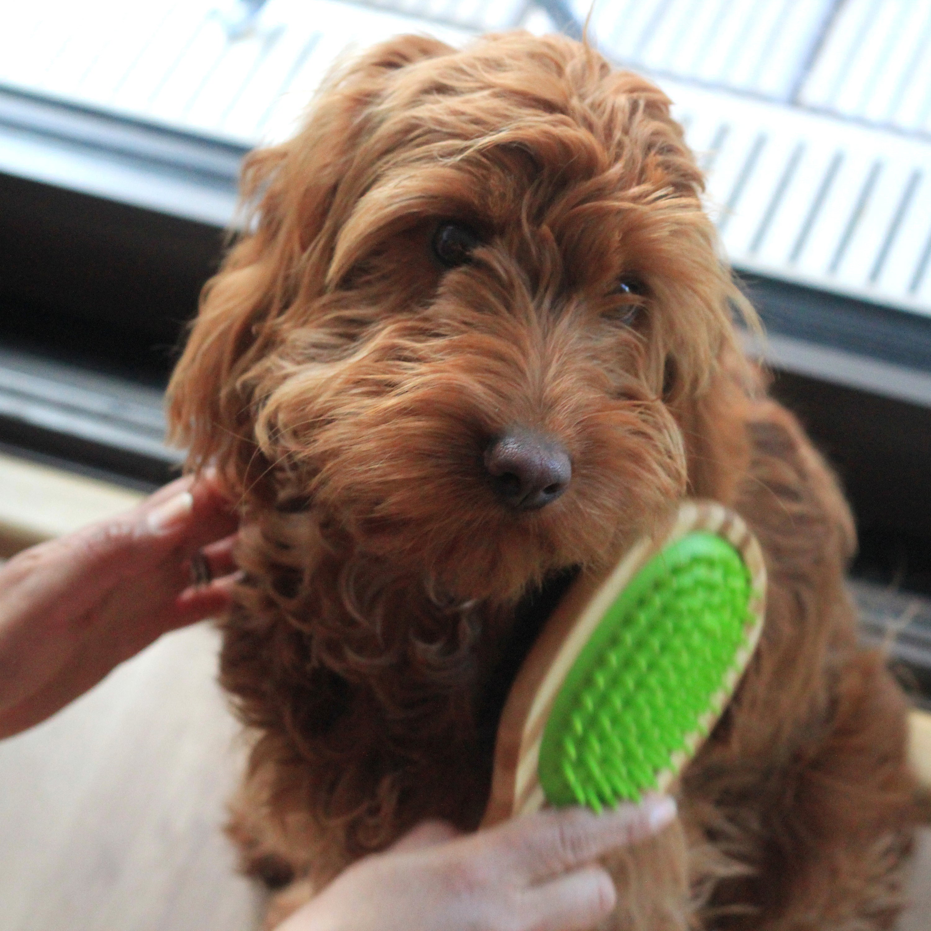 Double-Sided Bamboo Dog Brush with Silicone Massager